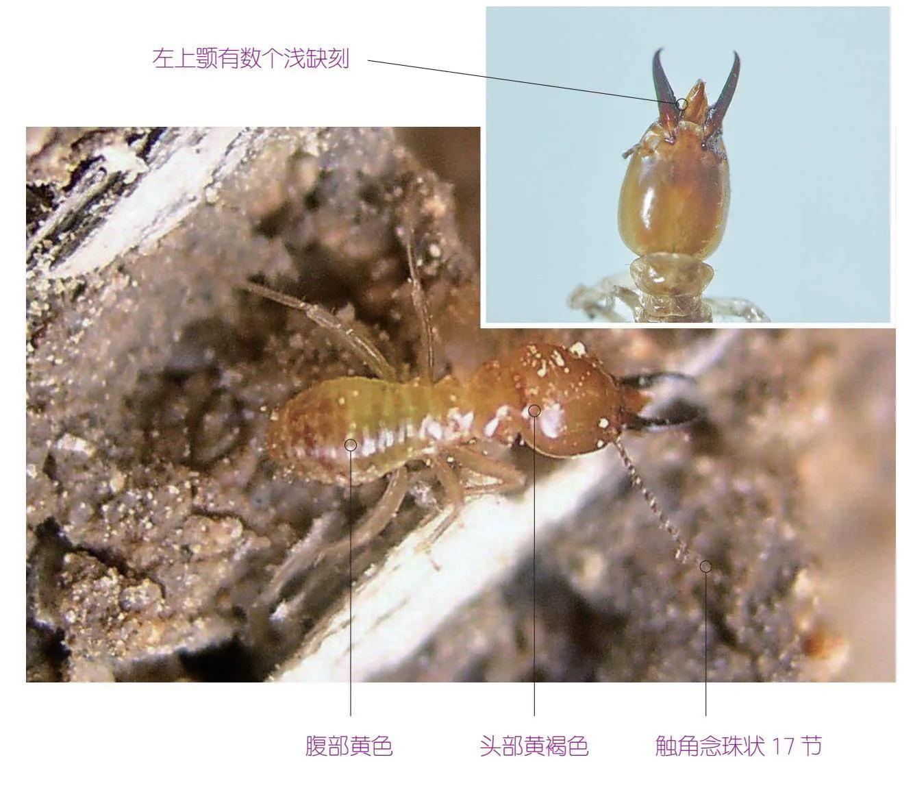 30种可以吃且美味的虫子图,33种昆虫图片大全