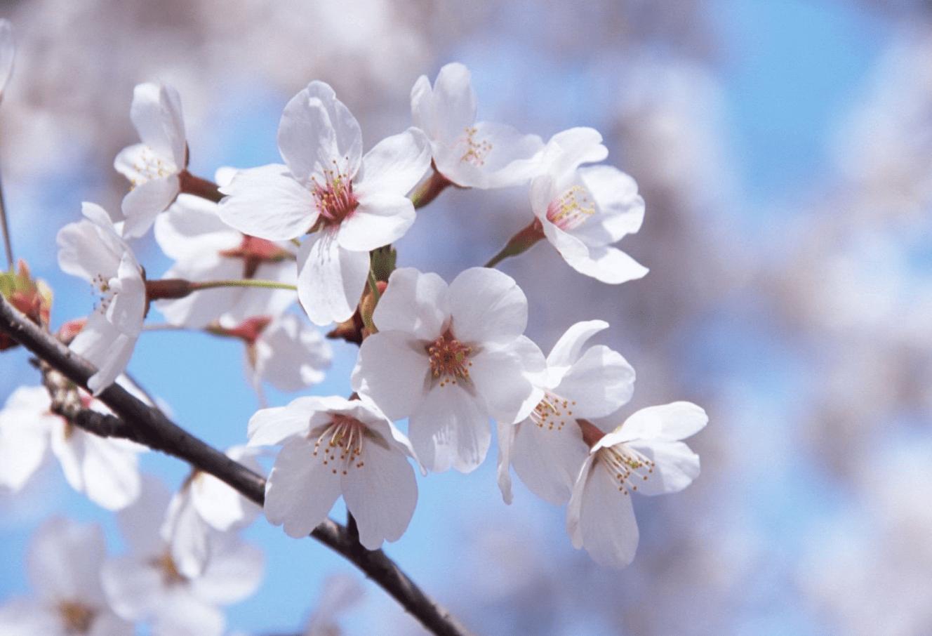 星巴克韩国樱花限定杯2019,星巴克春节限定樱花杯多少钱