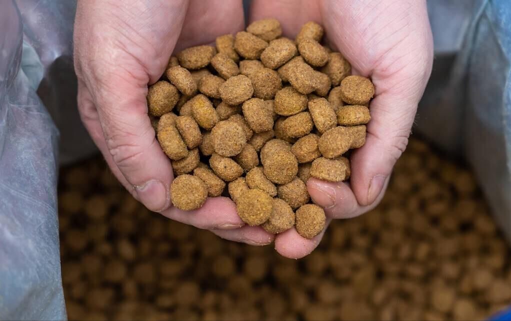 狗粮什么牌子好4款狗粮实测,什么样牌子的狗粮比较好