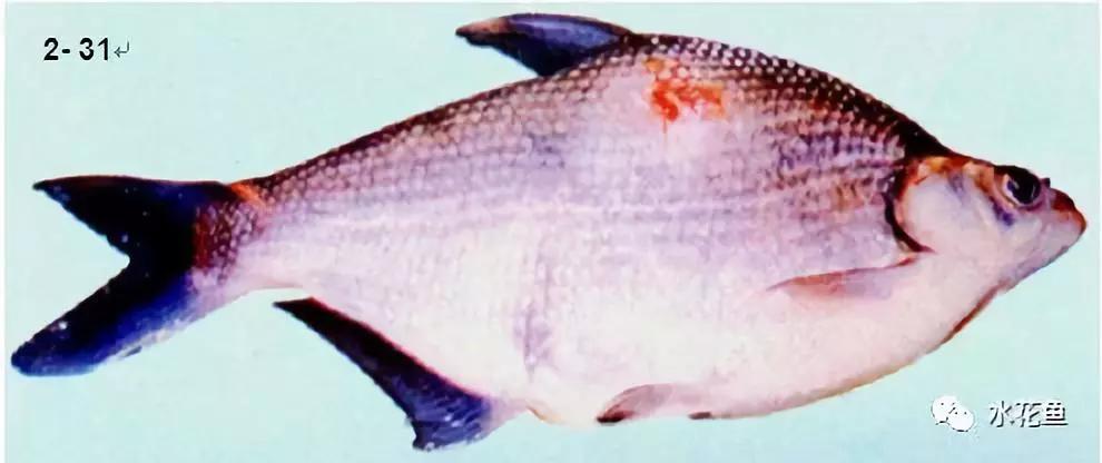 鱼类疖疮是什么原因引起的,鱼类疥疮病是什么原因