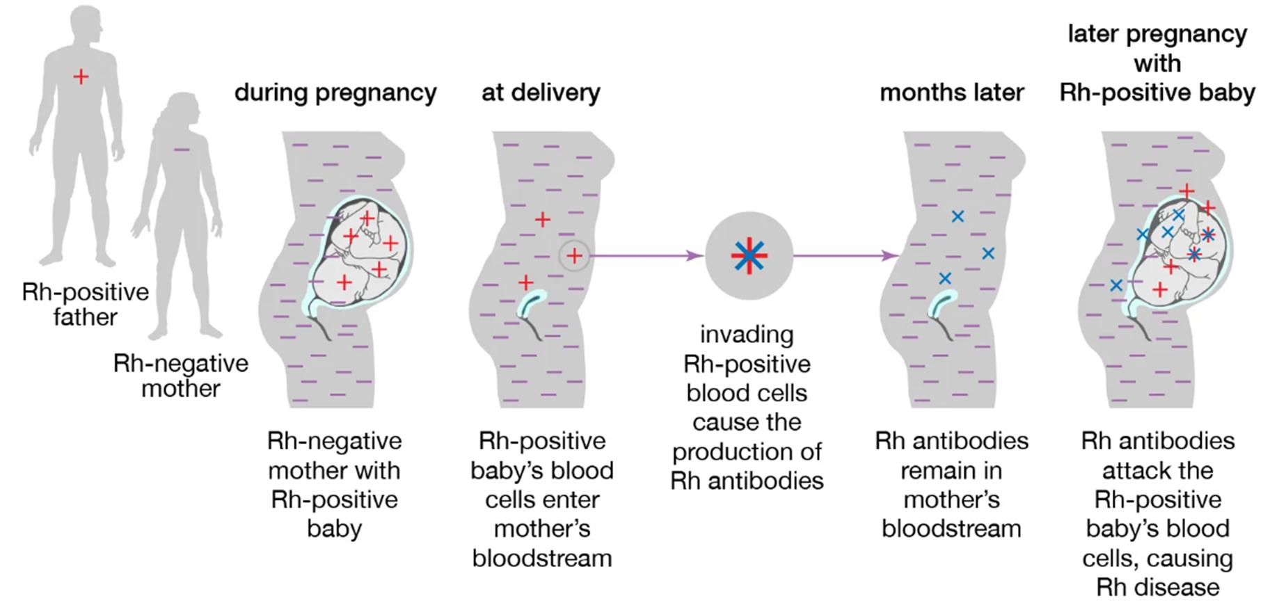 熊猫血稀有血型排行榜,比熊猫血还稀有的血型