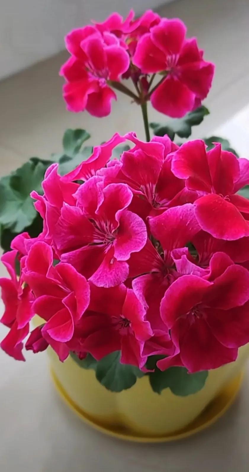 分享精美花朵图片,分享春天的图片大全