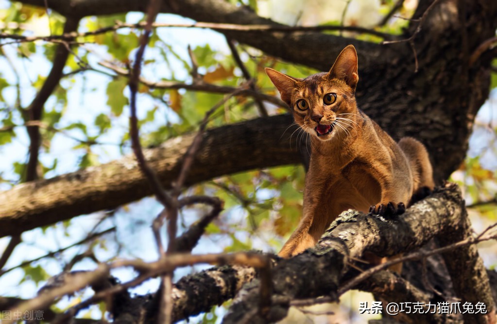 养猫感觉喉咙有毛,养猫感觉屋里味道难闻有危害