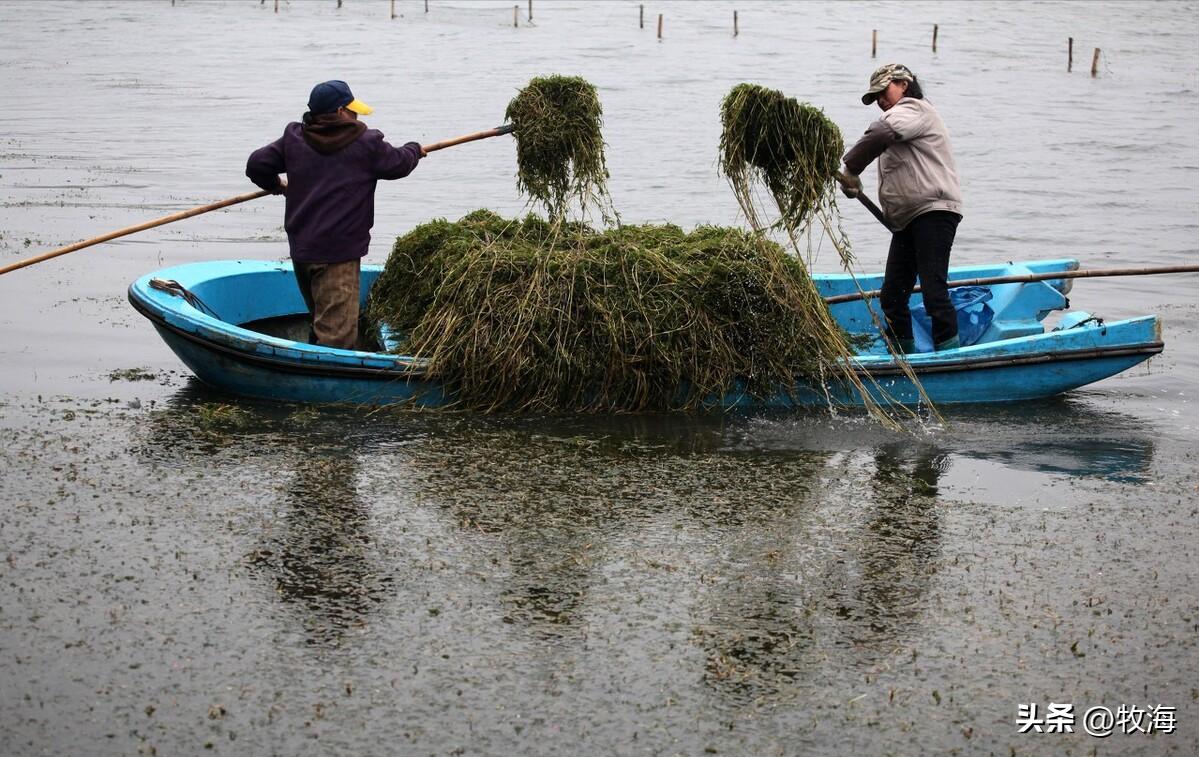 骆马湖菹草爆发原因,骆马湖采砂纪录片
