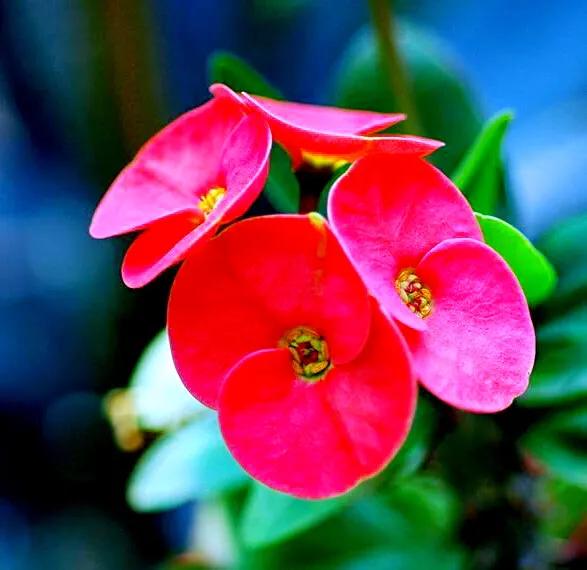 虎刺梅开花像海棠一样红,虎刺红梅花