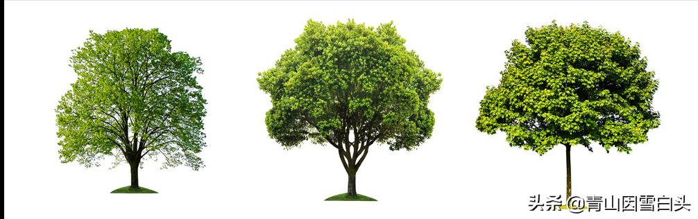 园林绿化中树木的自然美