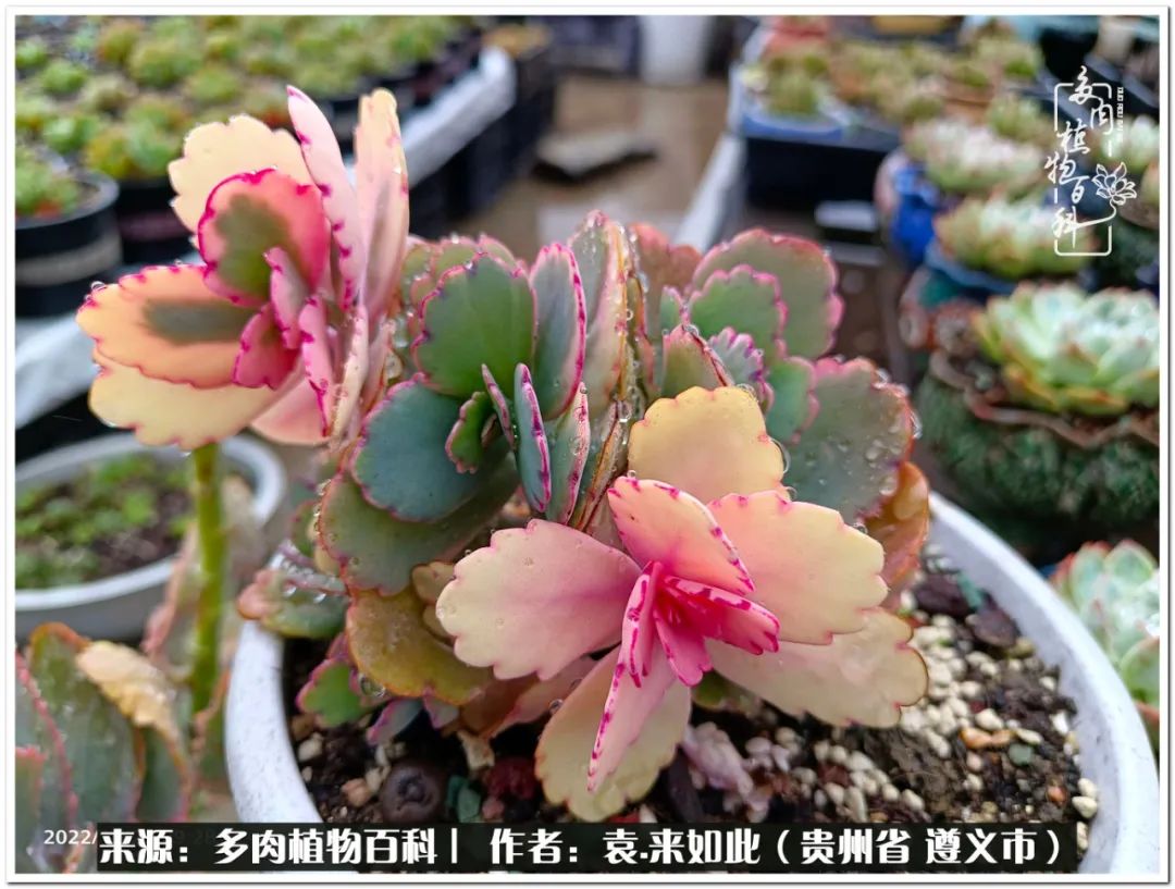 多肉和鲜花并存更养眼,最养眼的多肉品种