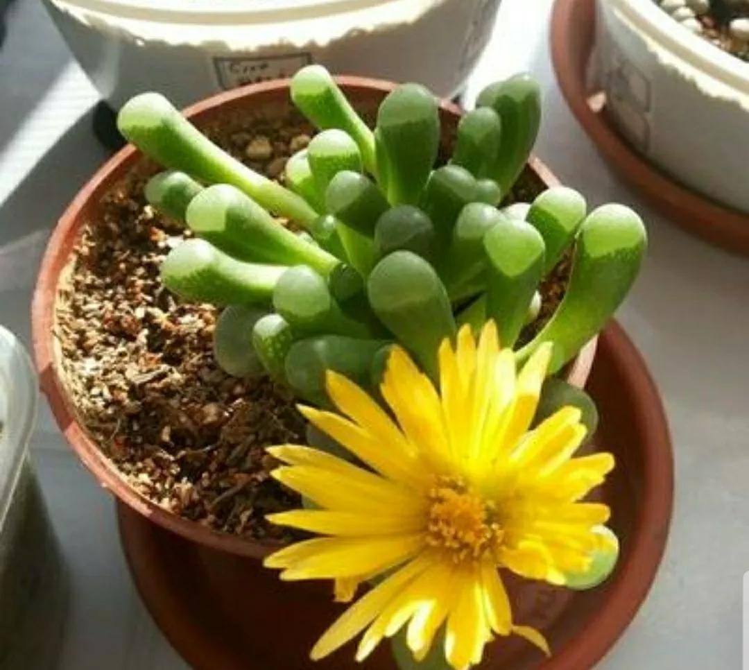 多肉植物石头开花,多肉石头花秋季