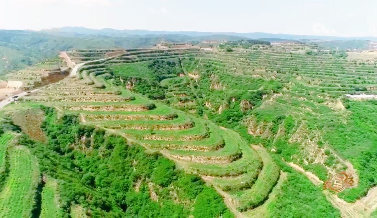 山西矿老板发现养殖商机种植构树,矿老板被骂