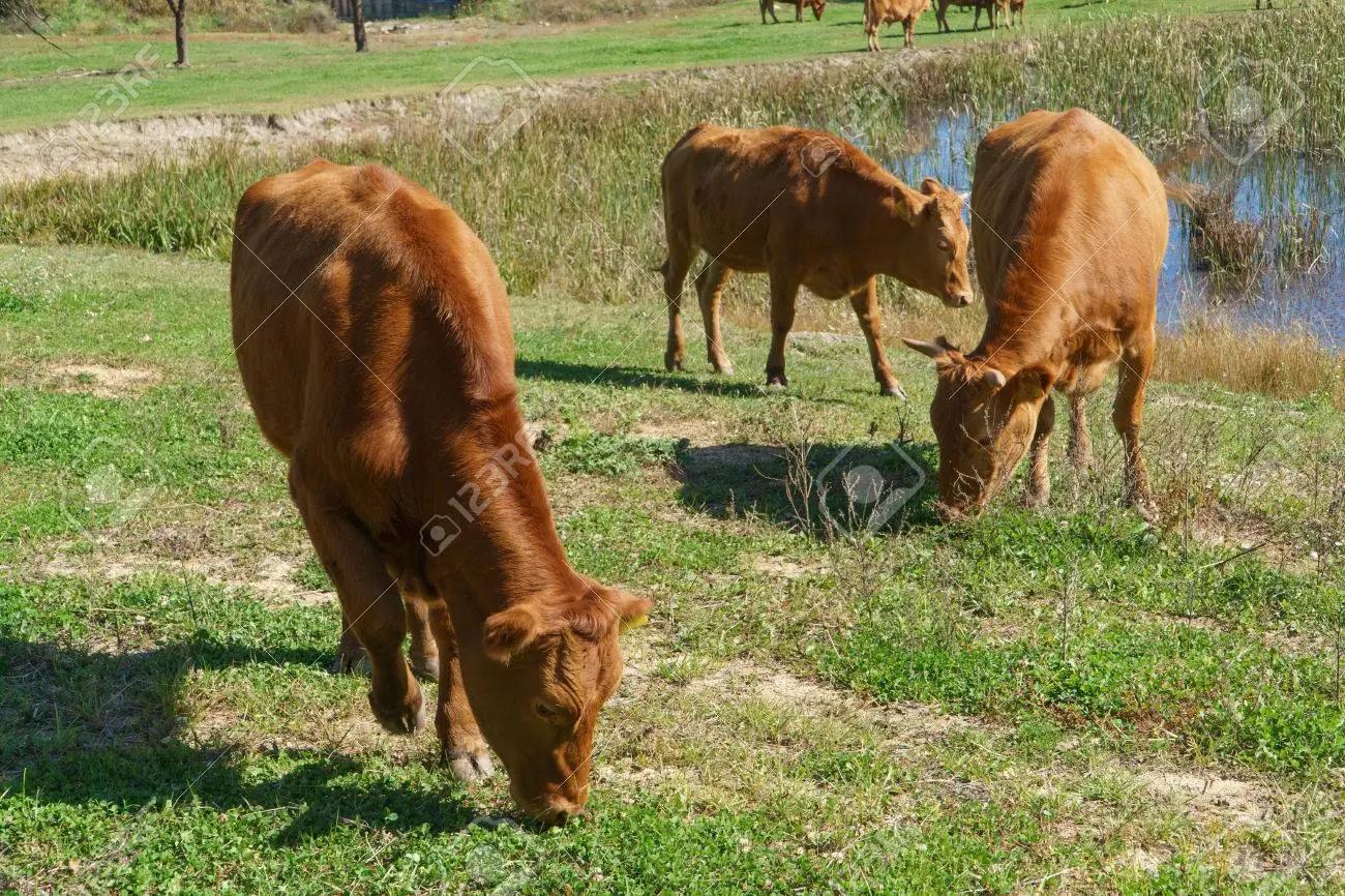 日本和牛好不好吃,日本和牛等级性价比最高