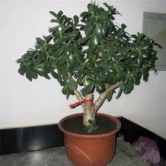 家里养什么旺财树最好,四种守家树越养越吉祥