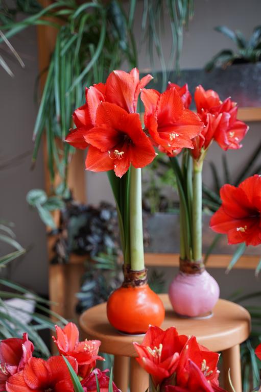 客单价高的绿植,最流行的球根花卉