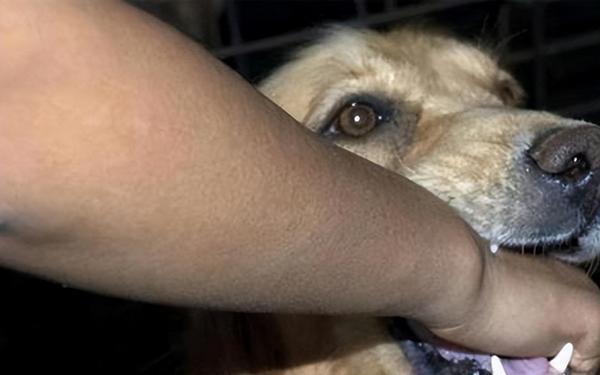 农村养狗是否违规,农村养狗扰民犯法吗