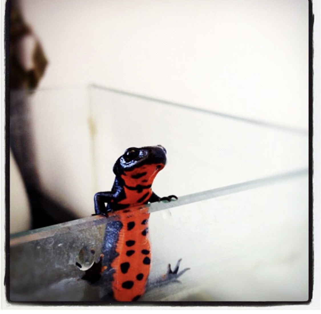 山林小精灵,中华火龙蝾螈是国家保护动物吗