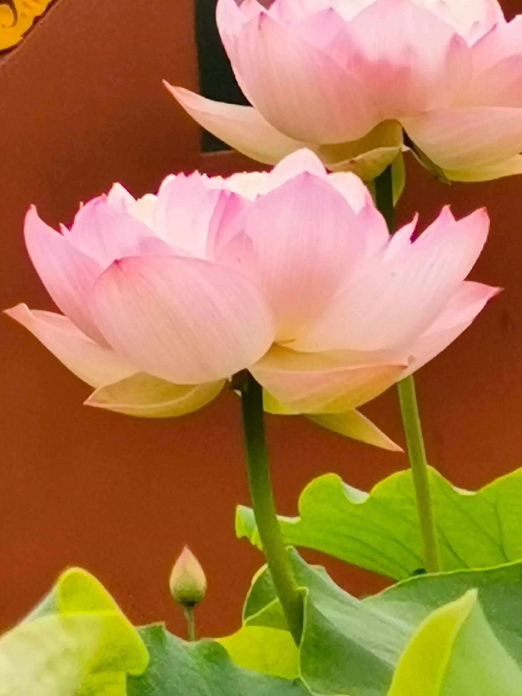 九月九重阳节烧香吗,九月九重阳节仙家