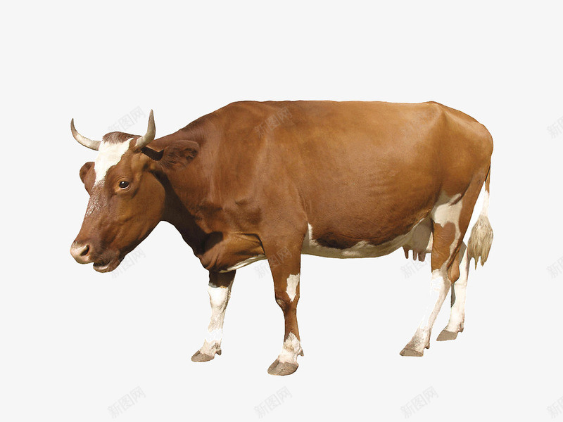 同样一种中药为什么价格相差甚远,很贵的一粒中药