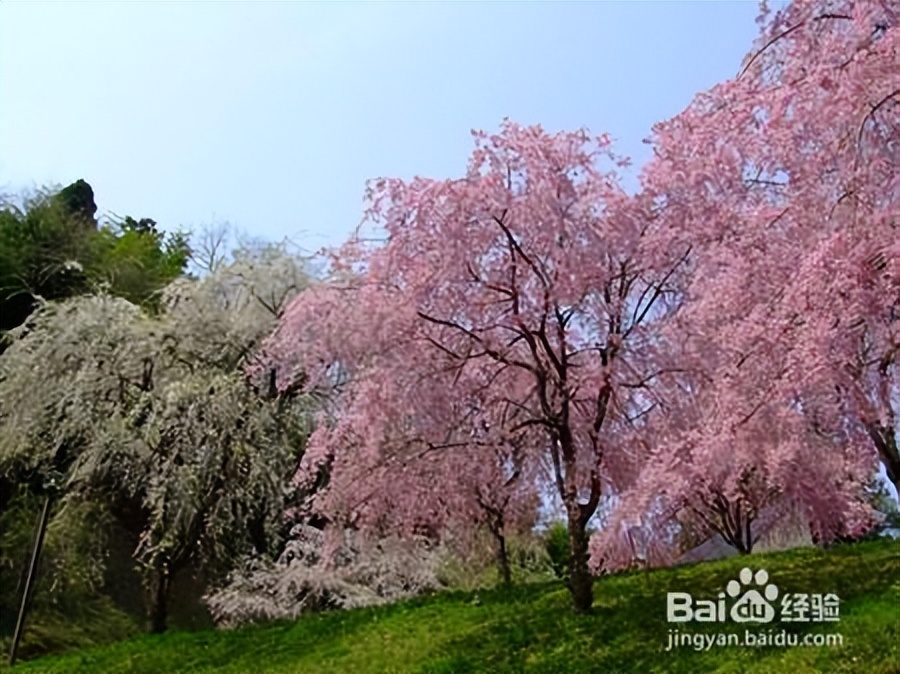 什么品种的樱花好活又好看,樱花的品种与图片大全
