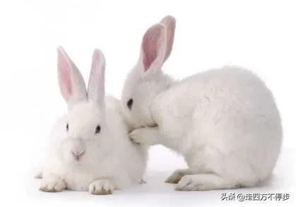 癸卯兔年属兔的好吗,盛世六合癸卯兔