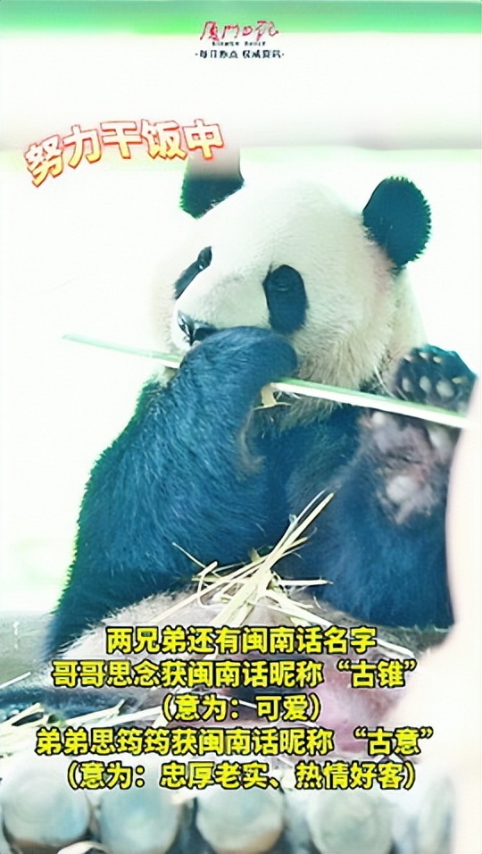 大熊猫思筠筠什么时候来厦门,大熊猫思筠筠被催找对象