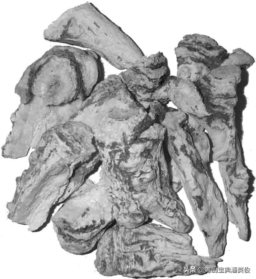 如何挑选好当归香料,怎么理解当归作为食品香料