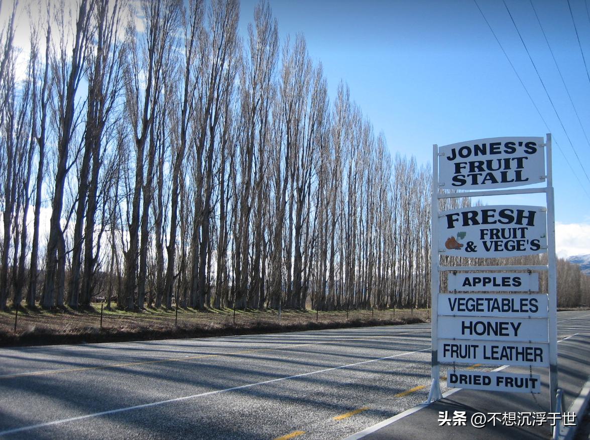 新西兰满街水果,新西兰路边水果图片