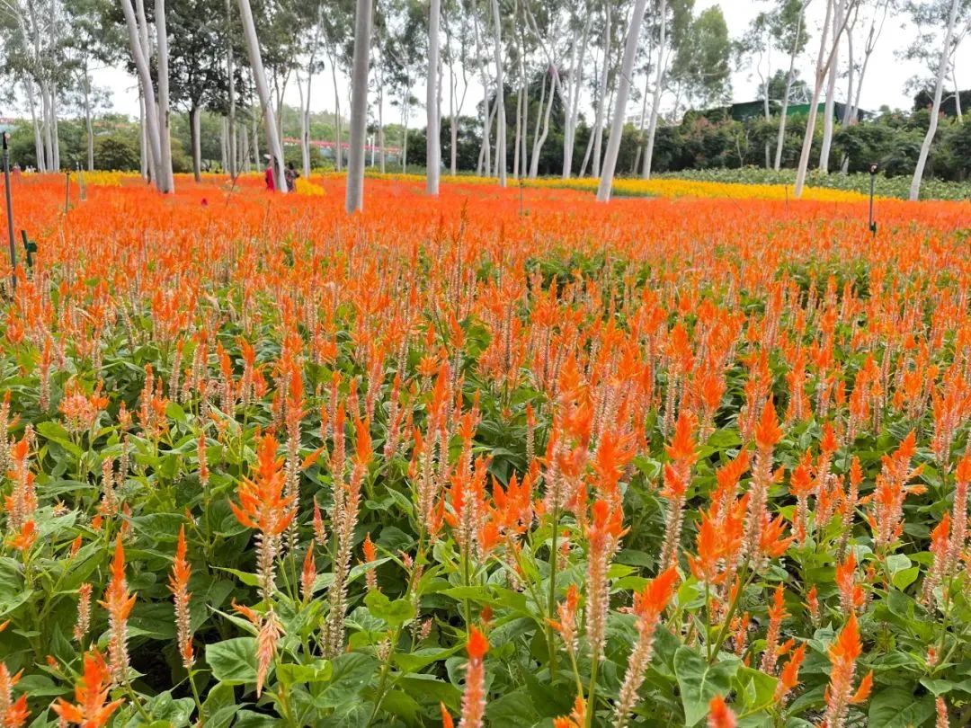 厦门秋游最佳去处,厦门周边秋游