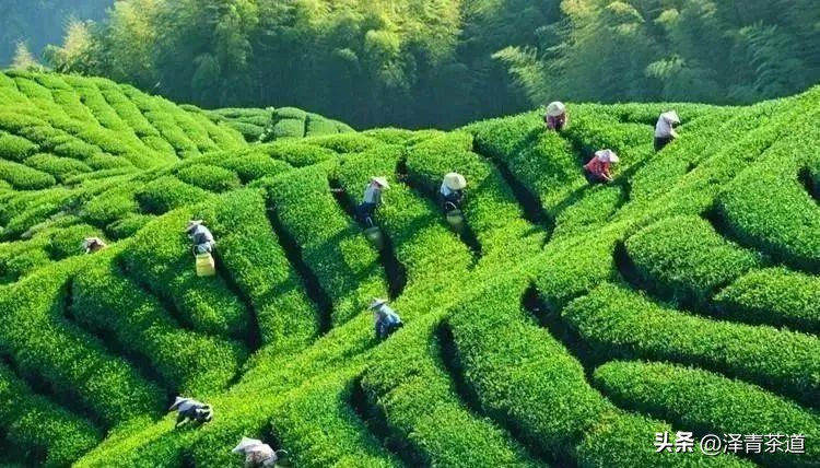 福建中国茶叶第一大省,中国茶叶排名第一省