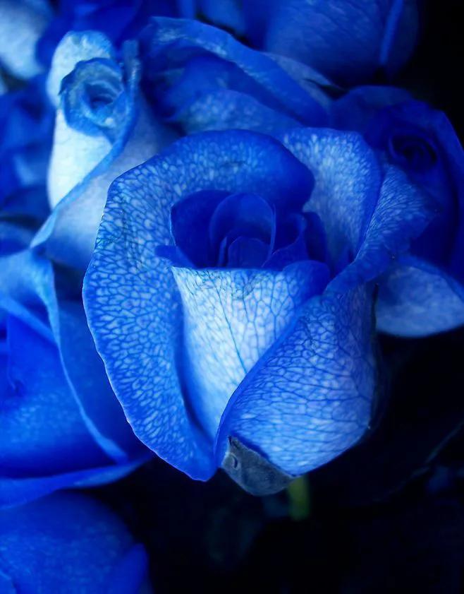 玫瑰花绝美头像,绝美玫瑰花图片