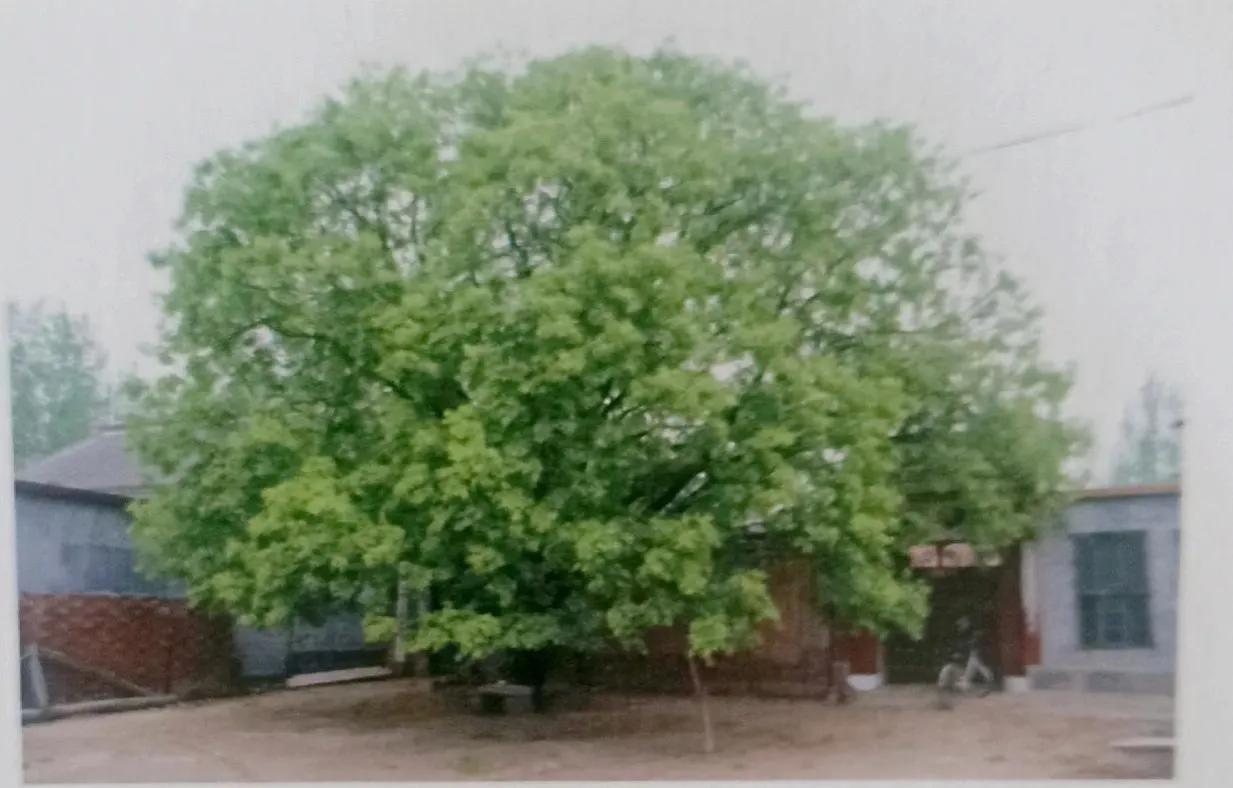 成武县古树,临武县古树