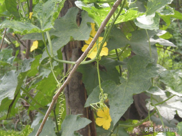 横水卸甲坪旅游路线,横水卸甲坪风景