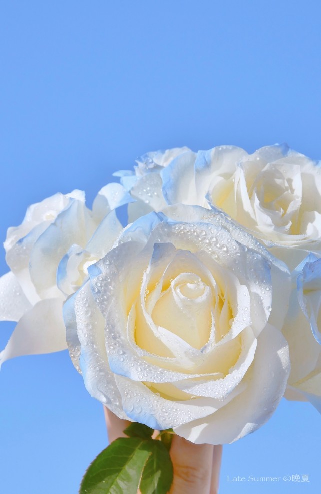 朋友圈最养眼的高级感文案,文艺优美的朋友圈文案简短