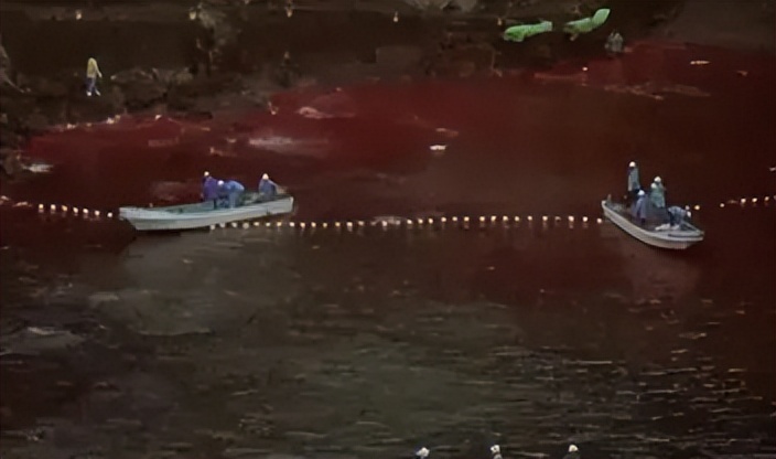 海豚湾到底是怎么回事,冒着生命危险揭露海豚湾秘密