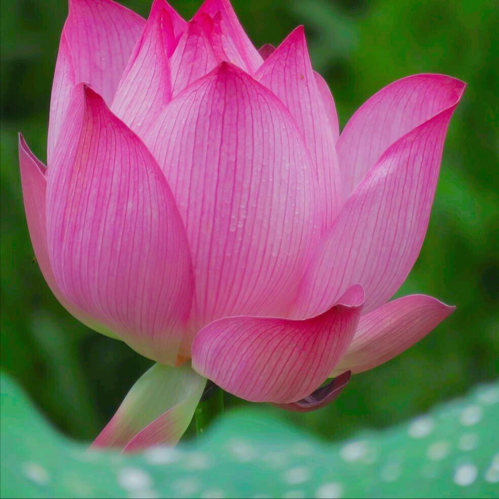 一花一惊艳，爱在夏花中，荷花别样红，莲叶无穷碧，弄花香满衣