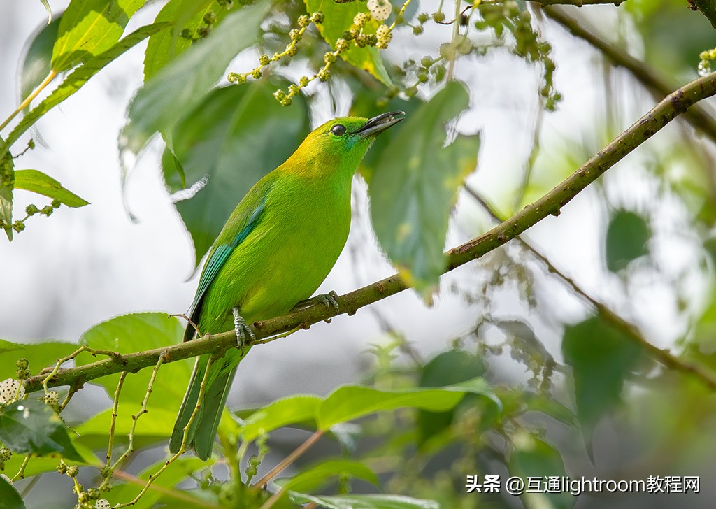 鸟类摄影的几个要点,鸟类拍摄的对焦模式选择与设置