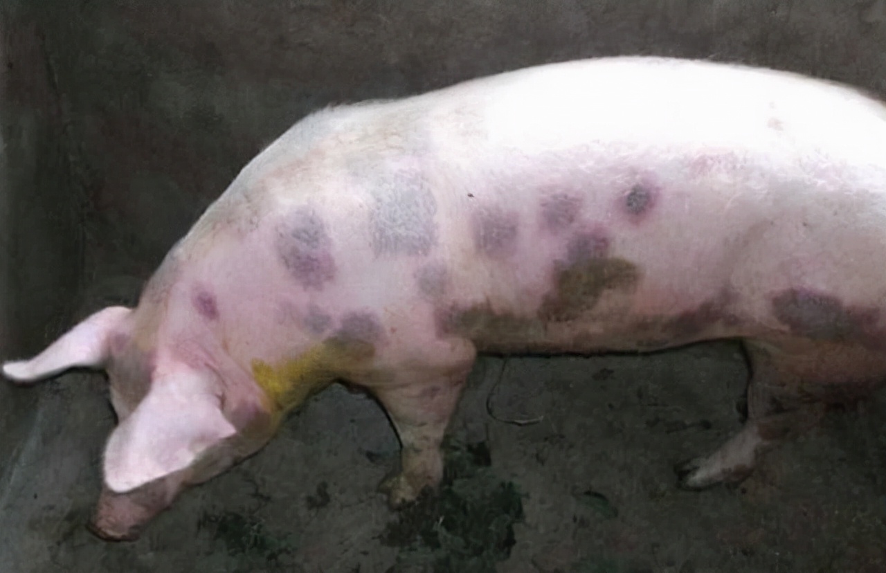 猪病各种病视频讲座,猪病猪丹毒的相关问题