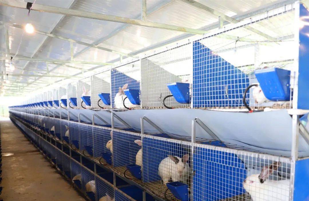 养兔子怎么干净卫生,养兔子的缺点和坏处