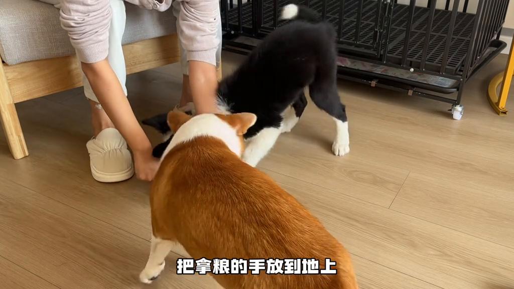 小狗要学会的23个基础动作,小狗多大开始怎么训练