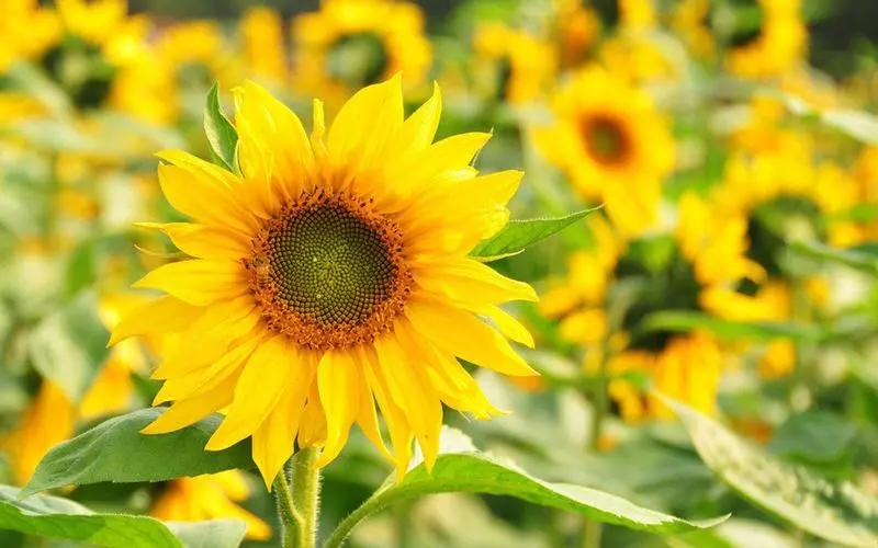 报名长沙岩石信息技术服务有限公司，做自媒体大佬