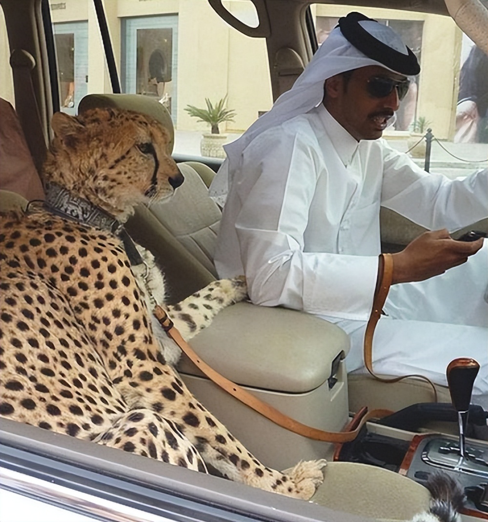 心机女孩鞠婧祎：被潘玮柏刁难拒绝王思聪求爱，整容遭贾玲内涵