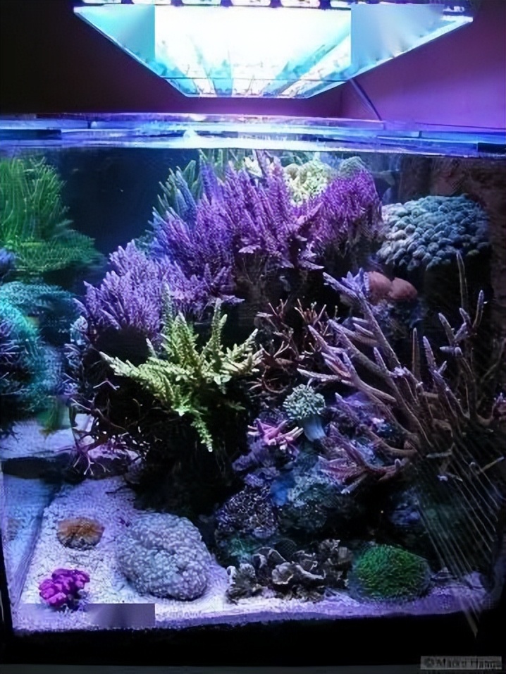 海水珊瑚缸鹦鹉螺,海水缸珊瑚视频大全