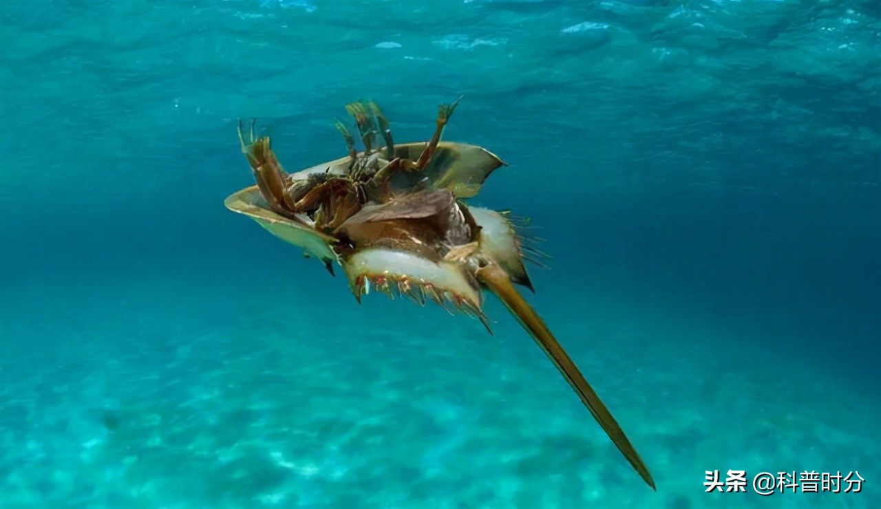 4亿岁生物被疯狂抽血,4亿多年蓝色血液引人类陷入绝境