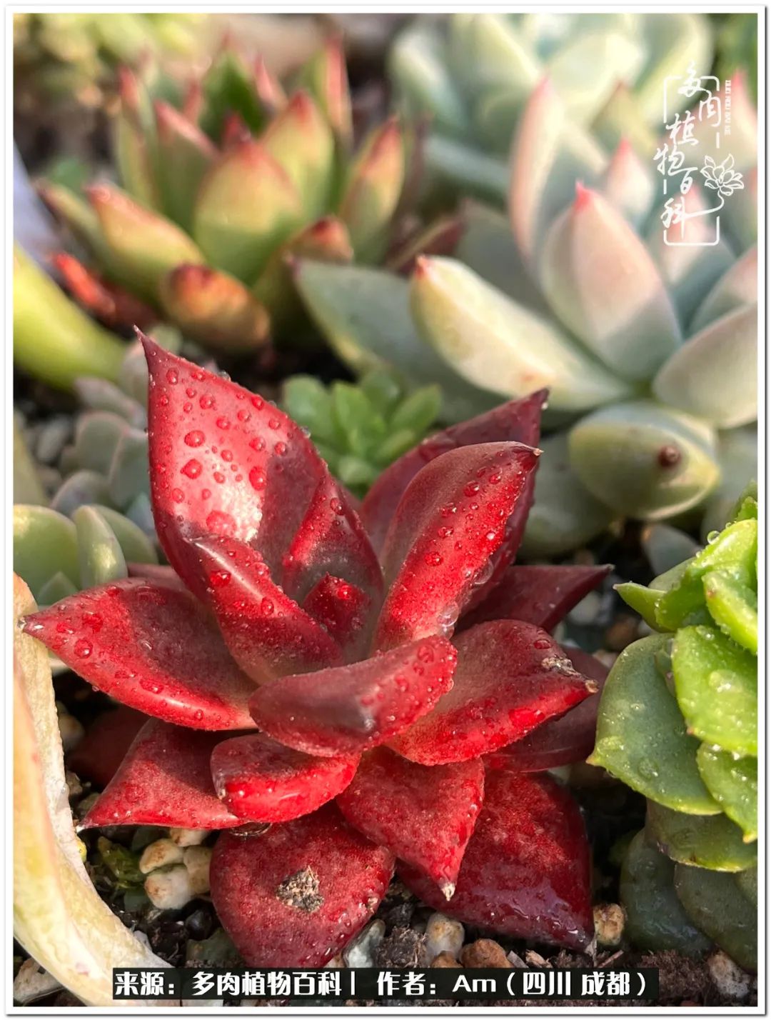 多肉小盆友生活多姿多彩,多肉小精灵福享不停