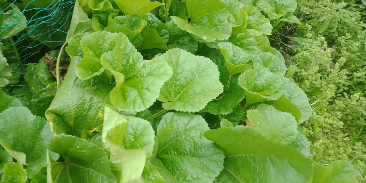 南方常吃的蔬菜有哪些,北方常见蔬菜有哪些