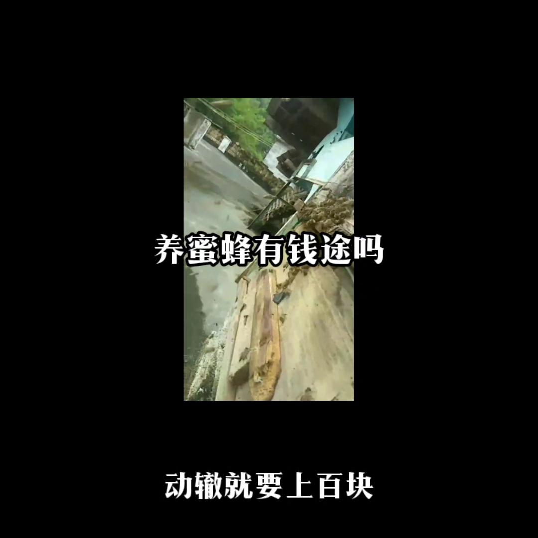 养殖蜜蜂100箱一年能赚多少钱,蜜蜂怎么养才会发家