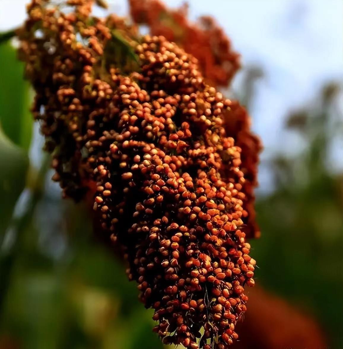 牛栏山是酒精酒为啥还那么火,15元一瓶牛栏山是真的吗