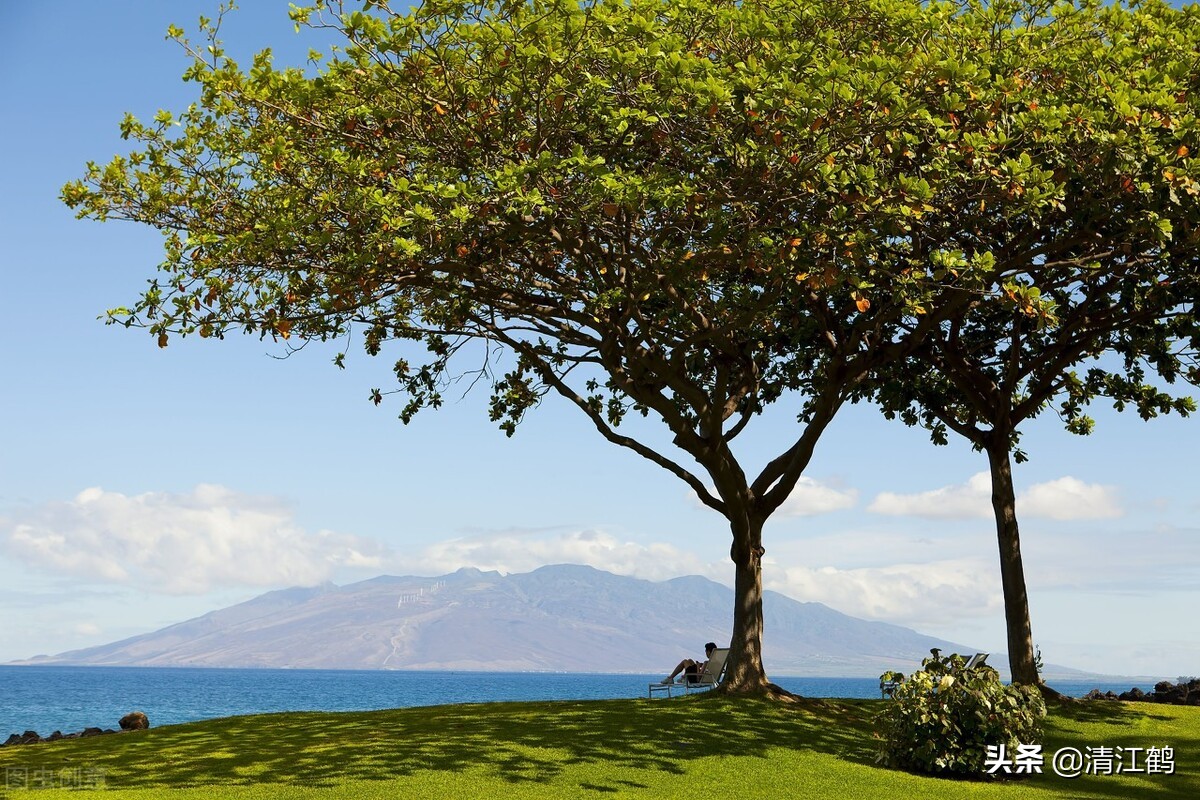 除草剂灭根,除大树除草剂怎么使用
