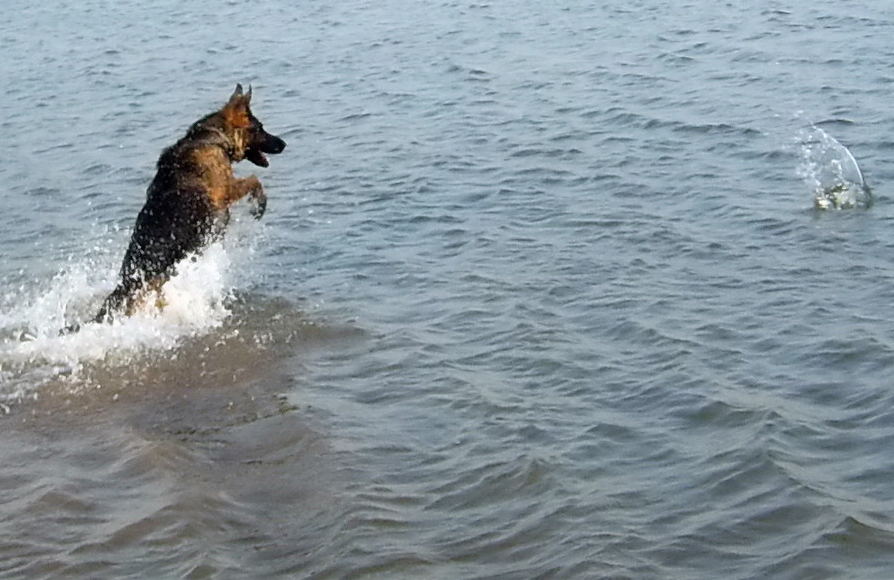 德牧养殖技术书籍大全,德牧饲养攻略