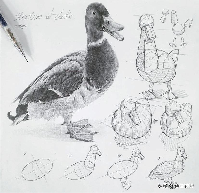 动物素描简笔画图片大全,动物素描很难画出体积感