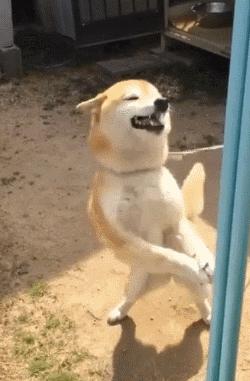 兽医评价宠物寿命,狗狗寿命跟什么有关