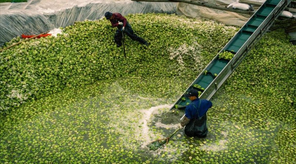 电击身亡事件,硫化氢中毒最大事故